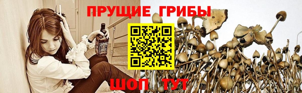 Галлюциногенные грибы Psilocybine cubensis  Псилоцибиновые грибы ЛСД  Вход с VPN  Ярославль 