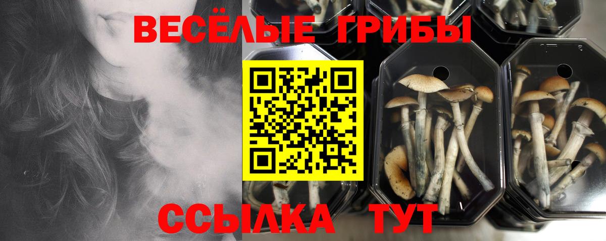 Псилоцибиновые грибы Cubensis Ярославль